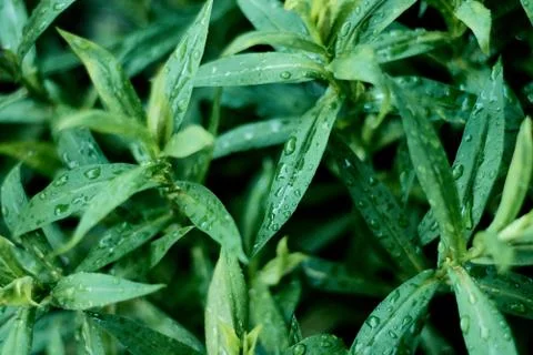 Green fresh plants in garden close-up. Leaves with rain drops. Dew drops. Stock Photos