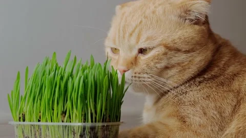 Green fresh potted grass and a red cat Vídeos de archivo 152846667