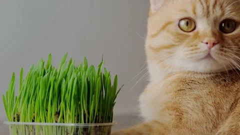 Green fresh potted grass and a red cat Video stock 152846706