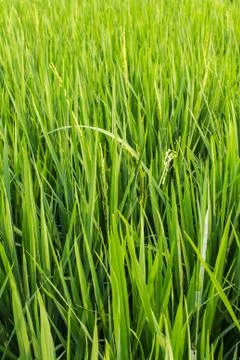 Green fresh rice fields, Texture Stock Photos