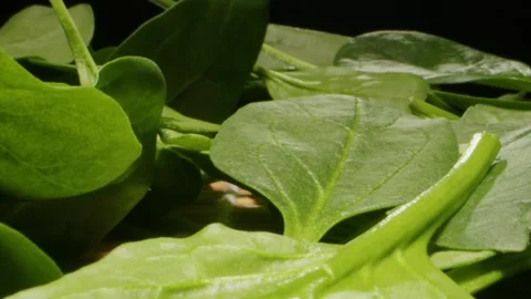 Green fresh spinach texture close-up macro. Healthy vitamin greens for salad Stock Footage 261062071