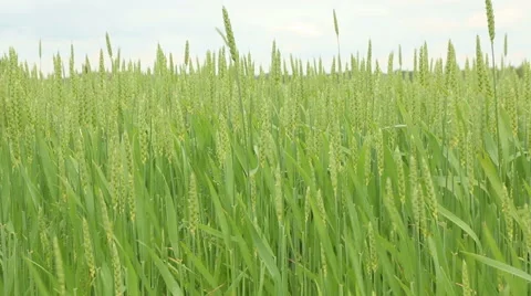 Green fresh spring cornfield with grain ear wheatus field organic farming con Stock Footage 53861263