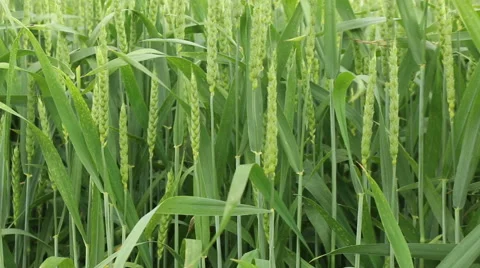 Green fresh spring cornfield with grain ear wheatus field organic farming con Stock Footage 53861276