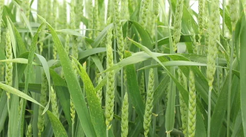 Green fresh spring cornfield with grain ear wheatus field organic farming con Stock Footage 53861295