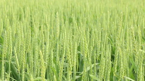 Green fresh spring cornfield with grain ear wheatus field organic farming con Stock Footage 53861316