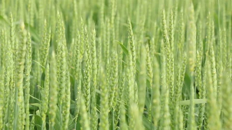 Green fresh spring cornfield with grain ear wheatus field organic farming con Stock Footage 53861368