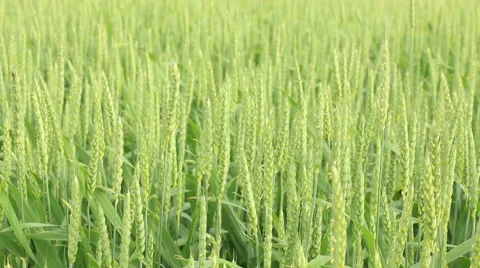 Green fresh spring cornfield with grain ear wheatus field organic farming con Stock Footage 53861369