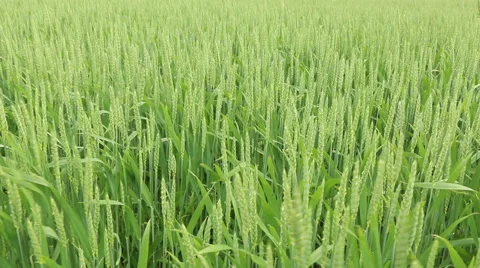 Green fresh spring cornfield with grain ear wheatus field organic farming con Stock Footage 53861410