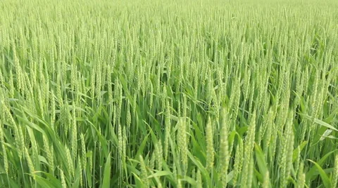 Green fresh spring cornfield with grain ear wheatus field organic farming con Stock Footage 53861414
