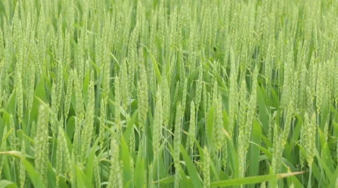 Green fresh spring cornfield with grain ear wheatus field organic farming con Stock Footage 53861442