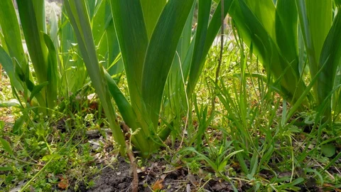 Green, fresh spring grass and flowers. Slow motion. Stock Footage 128595714