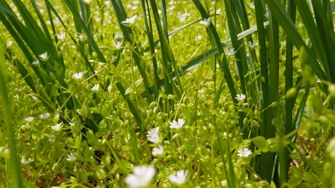 Green, fresh spring grass and flowers. Slow motion. Stock Footage 128597859