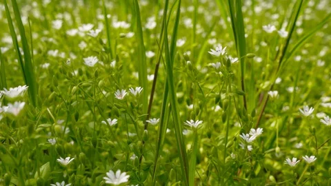 Green, fresh spring grass and flowers. Slow motion. Video stock 128599549
