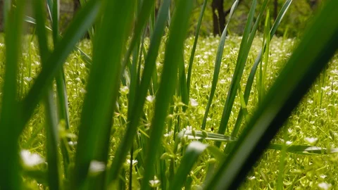 Green, fresh spring grass and flowers. Slow motion. Video stock 128599729