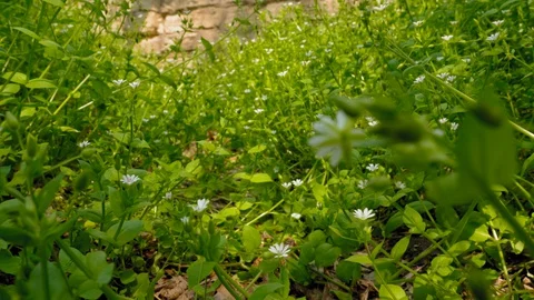 Green, fresh spring grass and flowers. Slow motion. Video stock 128601126