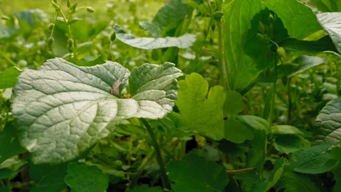 Green, fresh spring grass and flowers. Slow motion. Stock Footage 128602550