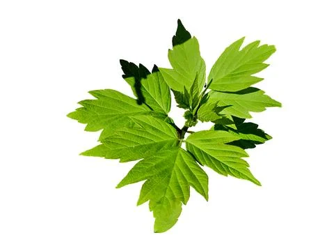 Green fresh tender maple leaves in sunny light Stock Illustration