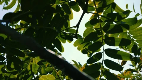 Green fresh Tipu tree leaves moving agains blue sky with sunlight beams. Stock Footage 293096791