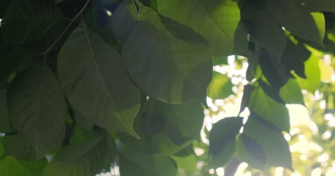 Green fresh tree leaf morning sun light botanic background Stock Footage 166669209