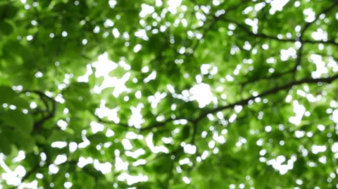 Green fresh tree leaves Stock Footage 62842773