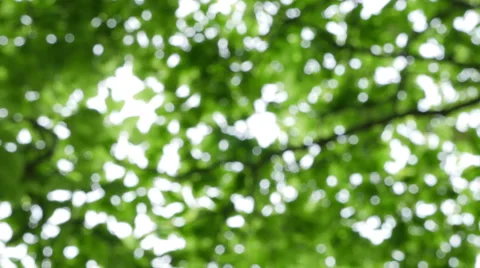 Green fresh tree leaves Stock Footage 62842924