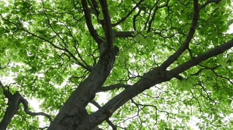 Green fresh tree leaves Stock Footage 62842951