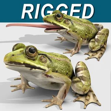Green Frog 3D Model