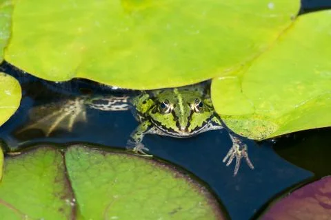 Green frog from above Stock Photos