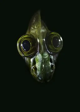 Green frog and reflection looking like head of dinosaur Stock Photos