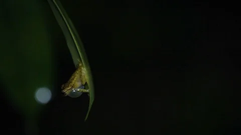 Green Frog With Back Pattern Croaking 스톡 동영상 109155912