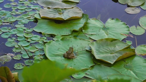 Green Frog Back View Stock Footage 136494524