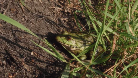 A green frog basks in the rays of the sun while sitting in the grass on the bank Stock Footage 308600326