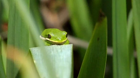 Green Frog On a Bending Leaf Stock Footage 105203947