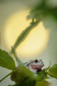Green frog between stem and leaves with sun in background Stock Photos