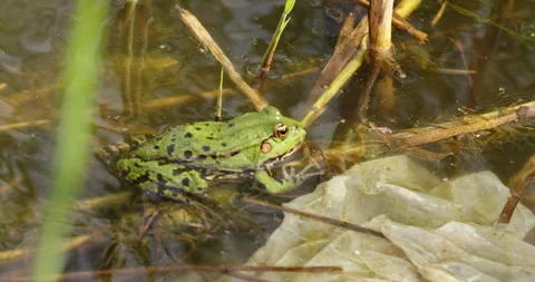 The green frog catches the bee Stock Footage 256146329