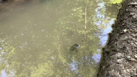 Green Frog Catching A Fly With His mouth - Frog Eating Stock Footage 111589298