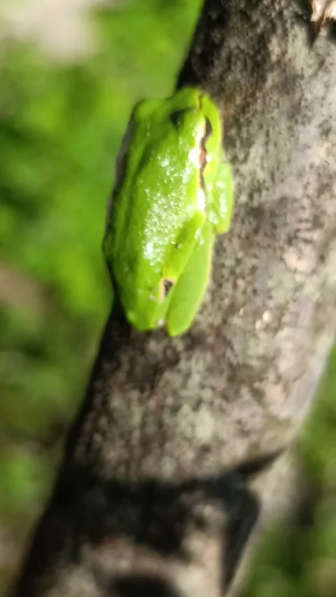 Green frog close up Stock Footage 328979286