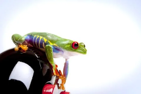 Green Frog in concepts Stock Photos