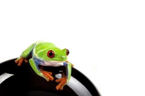 Green Frog in concepts Stock Photos