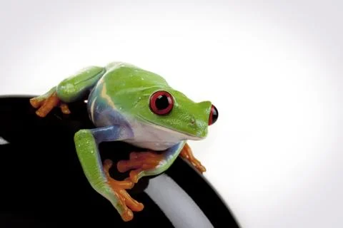 Green Frog in concepts Stock Photos