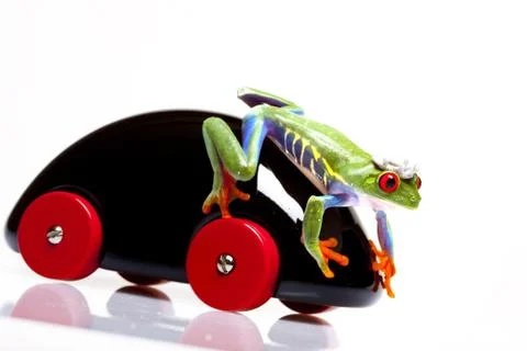 Green Frog in concepts Stock Photos