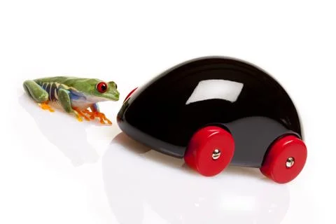 Green Frog in concepts Stock Photos
