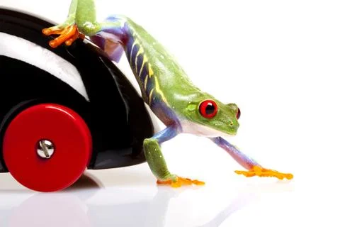 Green Frog in concepts Stock Photos