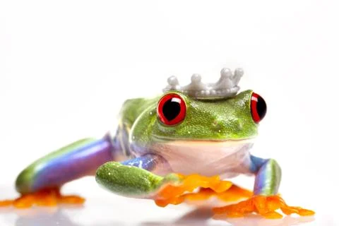 Green Frog in concepts Stock Photos