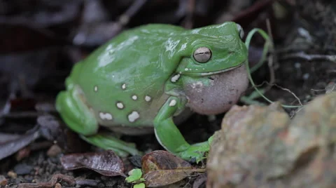 Green Frog Croaking Stock Footage 61935866