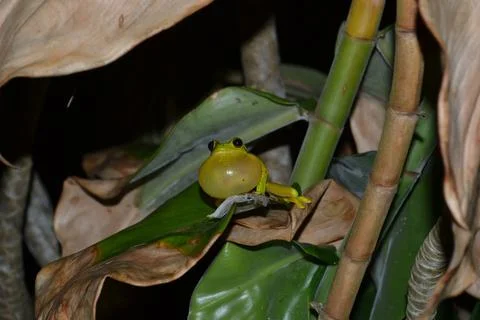 Green Frog Croaking Stock Photos