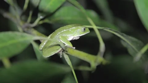 Green frog at dawn 스톡 동영상 147869379