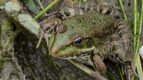 The green frog disguises itself among the marsh ooze Stock Footage 77661202