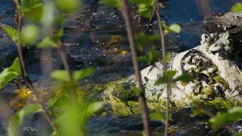 Green Frog Diving Into Forest Pond on a Sunny Day Stock Footage 316299572