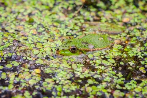 Green Frog - duckweed - macro Stock Photos
